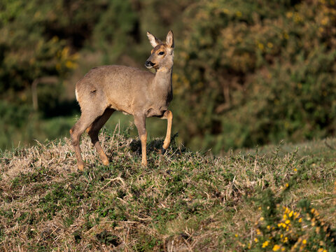 Roe deer, Capreolus capreolus
