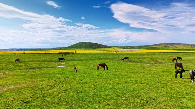 Horses are seen grazing on a wide green field. The sky is blue with some clouds. In the background, there are rolling hills and a yellow landscape. It is daytime.