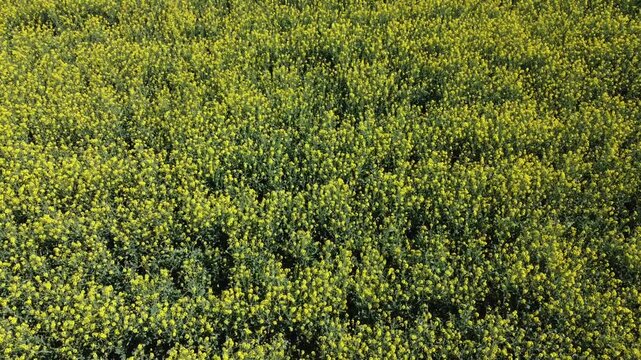 A vibrant yellow canola field in full bloom during springtime, with a small rural village and the mountains of the Brescia area in the background. Taken with a drone.