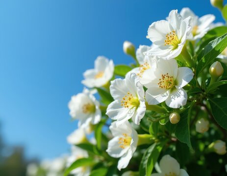 White mock orange flowers bloom on a green bush against a bright blue sky. Delicate petals unfurl, revealing yellow stamens. New buds hint at more blossoms. Summer nature scene.