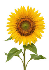 Fototapeta premium Bright yellow sunflower with green leaves isolated on transparent background isolated on transparent background