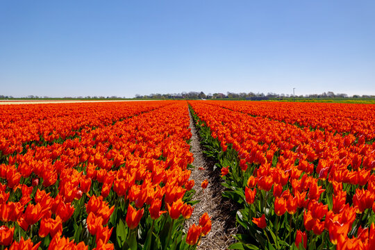 Rows or lines of red yellow flowers on the field in countryside farm, Tulips are plants of the genus Tulipa, Spring-blooming perennial herbaceous bulbiferous geophytes, Netherlands, Natural background