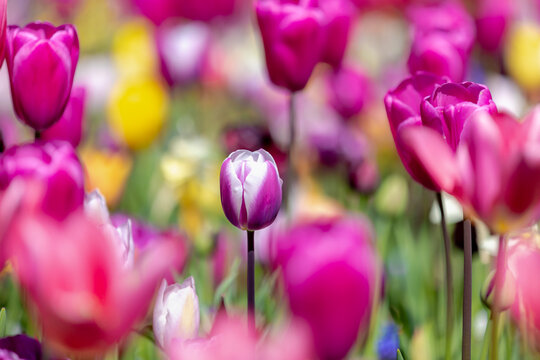 Selective focus of purple white flower in multicolour blooms garden, Tulips are plants of the genus Tulipa, Spring-blooming perennial herbaceous bulbiferous geophytes, Natural background, Netherlands.