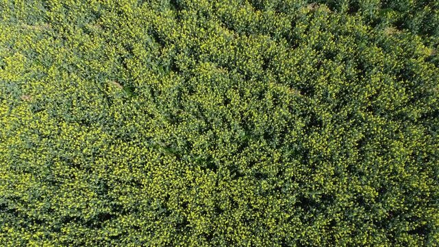 Aerial view of blooming rapeseed fields in front of Italian Prealps