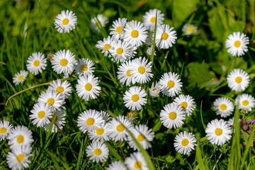 Selective focus of flower Bellis perennis with green grass, Common European species of daisy the family Asteraceae, Small flower of Madeliefje is blooming in the green meadow, Nature floral background © Sarawut