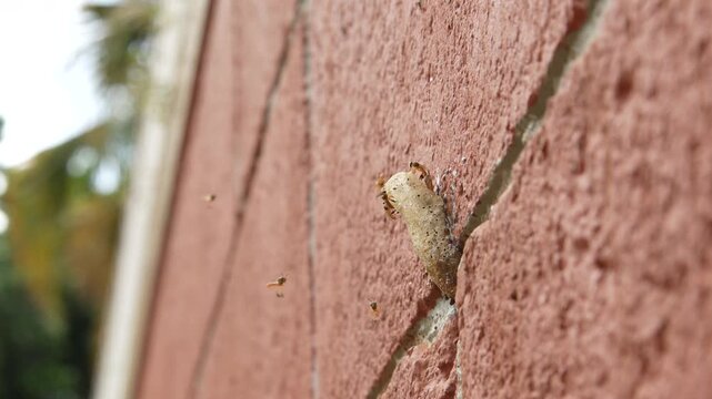 Close-up of Stingless Bee Colony on Orange Wall, Showcasing Natural Wax Architecture and Flight Movemen
