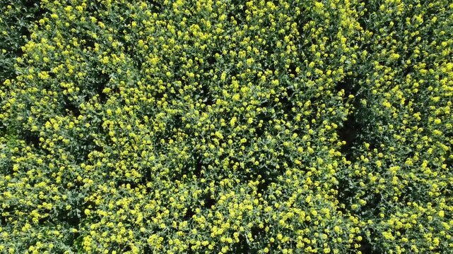 Aerial view of blooming rapeseed fields in front of Italian Prealps