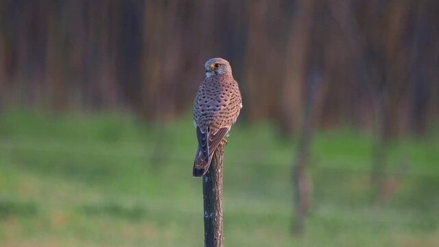 Common kestrel (Falco tinnunculus) taking flight from fence post after pheasant call in farmland
