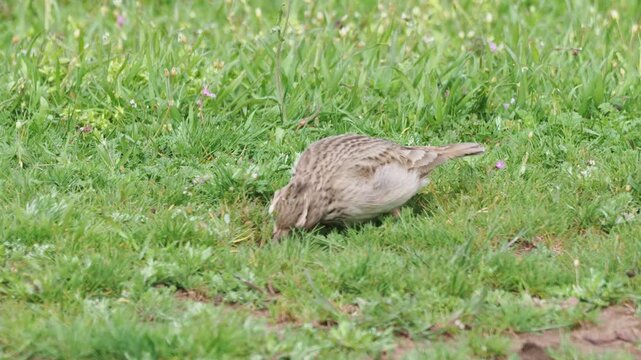 Crested lark catching and eating insect on spring meadow, Galerida cristata