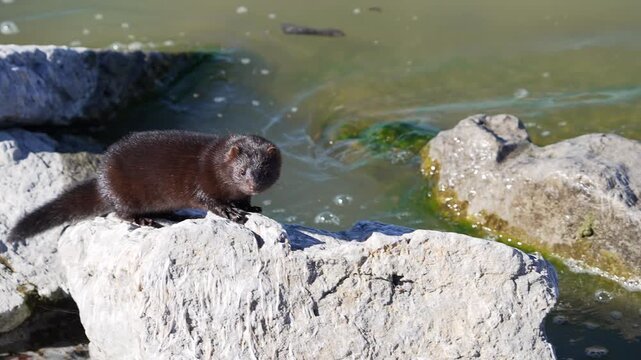 A mink wandering the shoreline of Utah Lake as it jumps in slow motion.