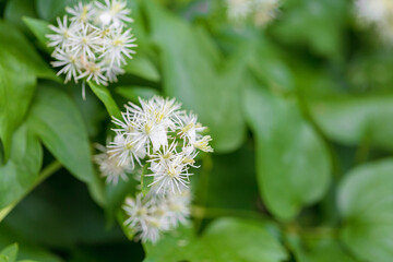 Fototapeta premium White clematis flower cluster on green climbing plant soft natural background delicate summer bloom in garden