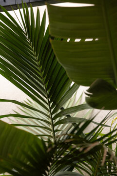 Abstract palm leaves 