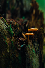 Obraz premium Macro shot of small orange mushrooms growing on a mossy, weathered tree stump in a dark forest. Moody and atmospheric nature photography with rich textures and deep green tones.