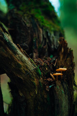 Obraz premium Macro shot of small orange mushrooms growing on a mossy, weathered tree stump in a dark forest. Moody and atmospheric nature photography with rich textures and deep green tones.