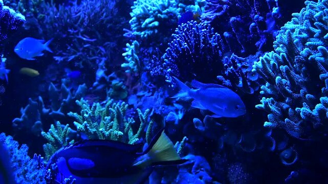 A vibrant blue tang fish, also known as a regal surgeonfish, swimming gracefully through a detailed saltwater aquarium filled with colorful corals. Slow motion underwater HD footage