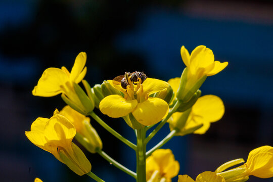 Abeja nativa polinizando en Ciudad de M&eacute;xico (Halictus tripartitus) 