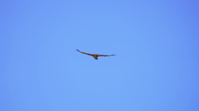 Red-tailed Hawk hovering in the air in slow motion.
