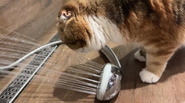 Cat sniffing metal floor squeegee, curious pet behavior indoors