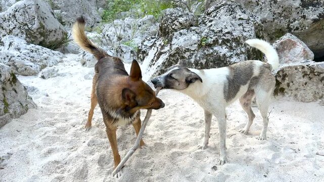 PORTRAIT: Two mixed breed dogs play with a wooden stick on a sandy riverbank surrounded by pale rocks. Playful furry companions enjoying an active outdoor moment together in the pristine Soca Valley.