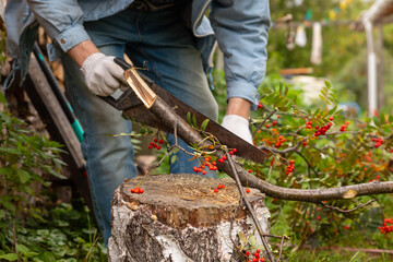 Obraz premium Man sawing branch with berries of rowan tree on wooden stump in garden. Gardener working in backyard, pruning tree for maintenance and care. Agriculture and seasonal outdoor activity.