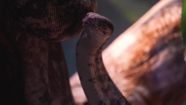 A close up of a Boa constrictor or, python snake slowly crawling across a rock on a cloudy day