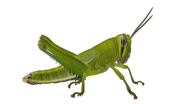 Isolated green grasshopper with long antennae, full body side view, an insect on the move