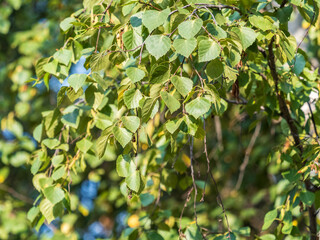 Fototapeta premium Birch branches with fresh green leaves and seeds. Birch tree branch, Betula pendula.