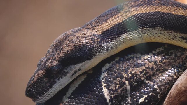 A close up of a Boa constrictor or, python snake slowly crawling across a rock on a cloudy day
