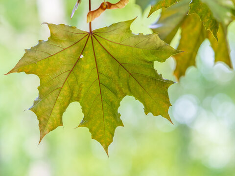 Spring branches of maple tree with fresh green leaves. Acer saccharinum, silver maple