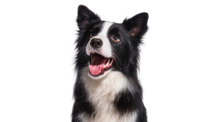 Isolated happy black and white Border Collie dog portrait, panting and looking up © Cian