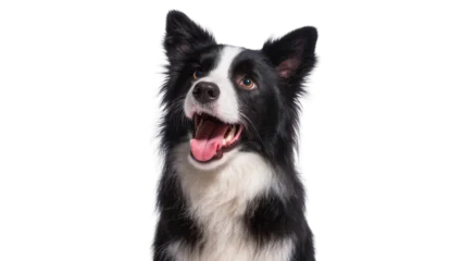 Fotobehang Hond Isolated happy black and white Border Collie dog portrait, panting and looking up  © Cian