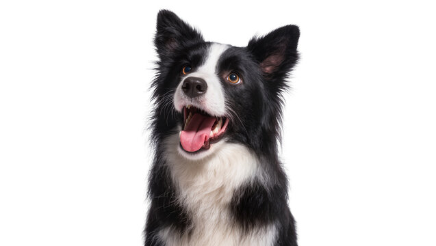 Isolated happy black and white Border Collie dog portrait, panting and looking up
