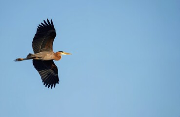 Obraz premium Purple heron with wings spread flies through a clear blue sky. Bird body shows reddish-brown feathers and long yellow beak. The wildlife is captured in motion against an empty background.