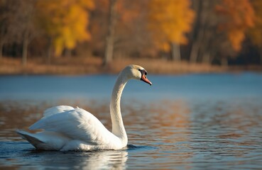 Fototapeta premium White mute swan swims on blue water lake with autumn trees background. Bird glides peacefully on calm surface reflecting golden fall foliage. Serene wild nature scene.