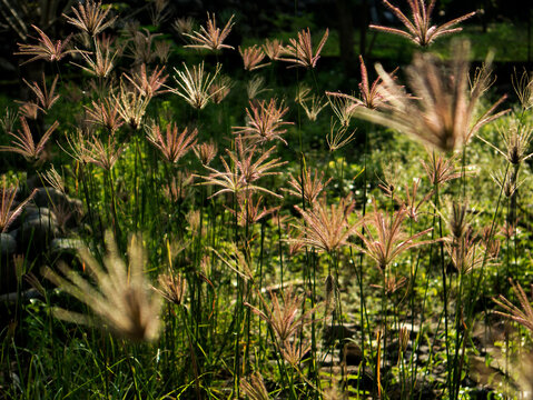 Swollen finger grass (Chloris barbata), also known as swinging finger grass or purpletop chloris, is a perennial weed from the Poaceae family.
