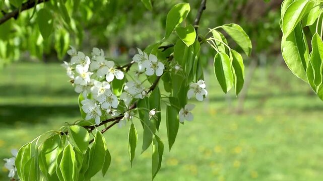 White pear tree flowers with green leaves swaying in the wind on sunny spring day. Pyrus communis in bloom. Beautiful branch of fruit tree blooming in lush garden under sunlight. Slow motion footage.