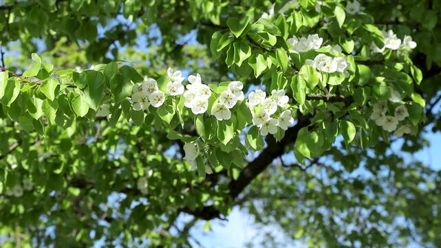 White pear tree flowers with green leaves on swaying in wind against blue sky. Pyrus communis in bloom. Beautiful fruit tree blooming in lush garden under sunlight. Slow motion footage.