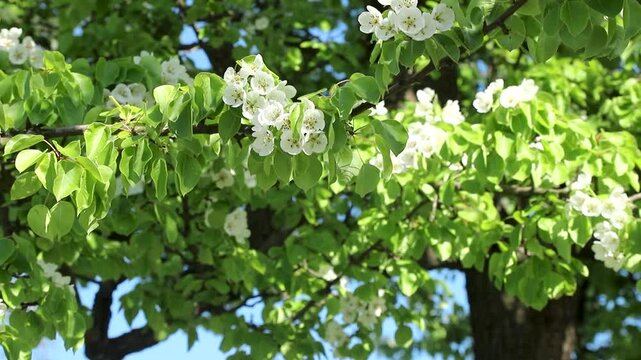 White pear tree blossoms with green leaves in spring garden swaying in wind against blue sky. Pyrus communis in bloom. Beautiful fruit tree blooming. Slow motion footage.
