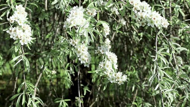 Delicate white blossoms adorn the weeping branches of pear tree, surrounded by slender green leaves. Serene spring scene in natural light. Pyrus salicifolia in bloom. Slow motion footage.