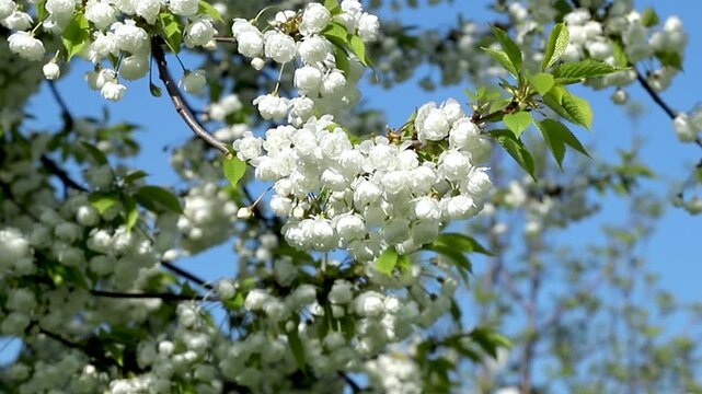 Cherry tree branch is adorned with clusters of delicate white blossoms sway in wind against blue sky. Prunus avium in bloom. Vibrant spring scene captures elegance of nature. Slow motion footage.