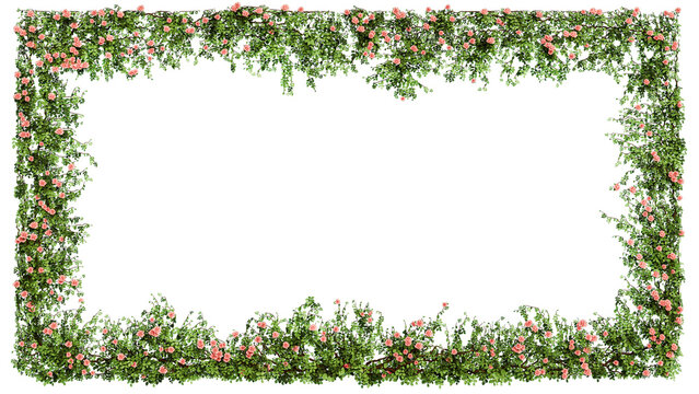 Floral frame of pink climbing roses on transparent background, 3D render.