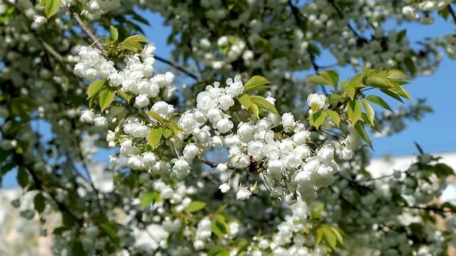 Cherry tree branch is adorned with clusters of delicate white blossoms sway in breeze against blue sky. Prunus avium in bloom. Vibrant spring scene in city park. Slow motion footage.