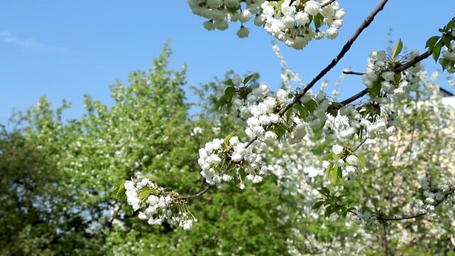 Beautiful branch of blooming cherry tree with white flowers sway in breeze against blue sky. Spring nature background with lush blossoms in sunny park. Prunus avium in bloom. Slow motion footage.