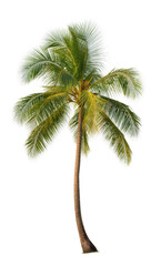 Isolated tropical palm tree with a gracefully curved trunk and vibrant green fronds. © Conor
