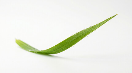 Fototapeta premium fresh green blade of grass