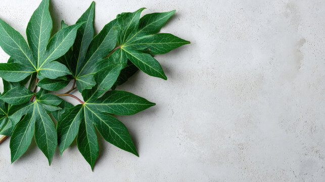 Lush Green Cassava Leaves on a Textured White Surface.
