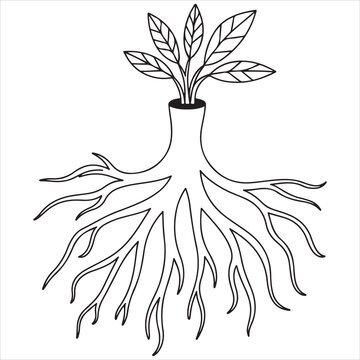 Plant with extensive root system illustration