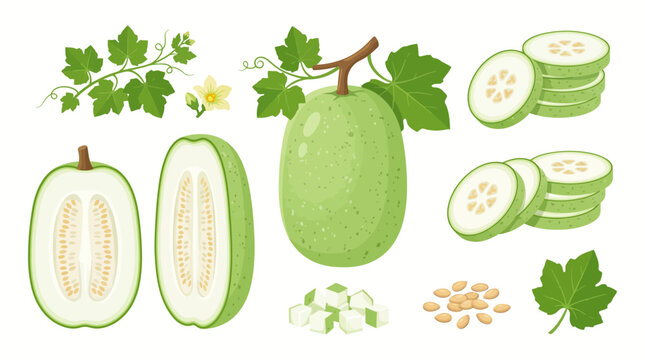 Ash gourd vector illustration set with whole, halved, sliced, and cubed pieces