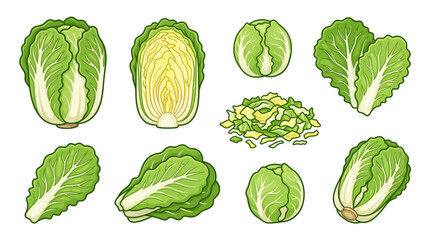 Naklejka premium Set of napa greens vector illustrations with whole leaves and chopped pieces