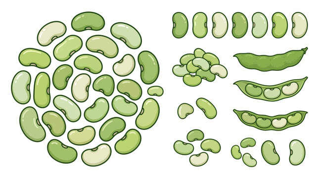 Collection of lima bean vector illustrations isolated on white background